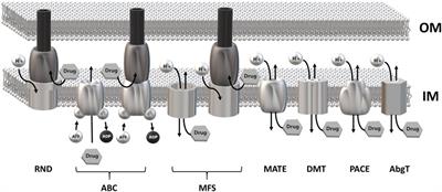 Host - Bacterial Pathogen Communication: The Wily Role of the Multidrug Efflux Pumps of the MFS Family